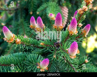 Piante di conifere rare. Albero in fiore Abete acrocona (Picea abies Acrocona), i coni assomigliano a una rosa. Aghi morbidi di colore verde chiaro. Foto Stock