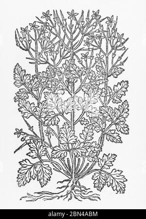 Erba Robert / Geranium robertianum pianta taglio legno da Gerarde's Herball, Storia delle piante. È una pianta medicinale ben nota per i rimedi. P794. Foto Stock