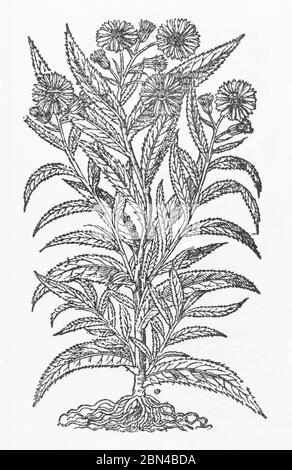 Broad-leaved Ragwort / Senecio sarracenicus woodcut from Gerarde's Herball, History of Plants. He calls it Doreas Woundwort / Herba Doria. P350 Foto Stock