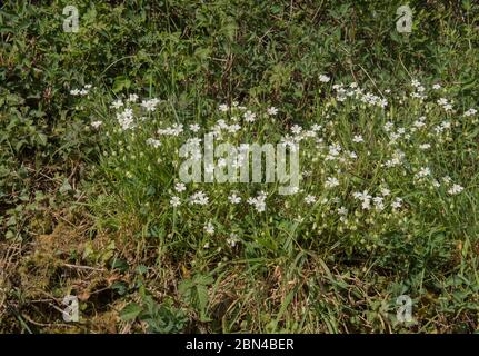 Primavera fioritura Addersmeat o più grande Stitchwort (Stellaria ologea) Wildflower crescere su una Banca stradale in Devon Rurale, Inghilterra, Regno Unito Foto Stock