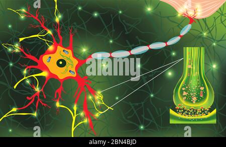 Cellule neyron anatomiche. Segnale di trasmissione dell'impulso in un organismo vivente. Segnalazione nel cervello. Connessioni neurali nella forma del cervello pensieri, concetto di apprendimento. Struttura neyron per l'istruzione. Foto Stock