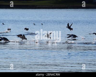 Ducks e Merganser Ducks che prendono volo dall'acqua Foto Stock