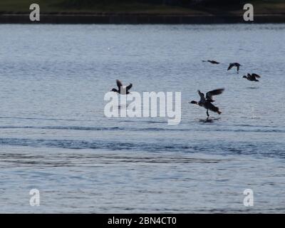 Ducks e Merganser Ducks che prendono volo dall'acqua Foto Stock