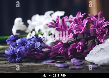 Giacinti freschi su una superficie di legno. Composizione artistica. Foto Stock