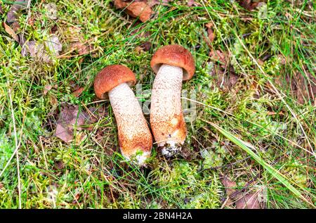 Funghi commestibili di foresta con tappi marroni sull'erba verde in estate. Raccolta di funghi. Boletus edulis Foto Stock