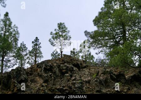 pini su una montagna ruvida Foto Stock