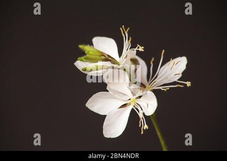 Il fiore di Lindheimer Gaura lindheimeri 10410 Foto Stock