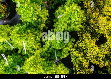 Vista ravvicinata dall'alto della varietà di alberi Evergreen in Pot al Gardent Center. Foto Stock
