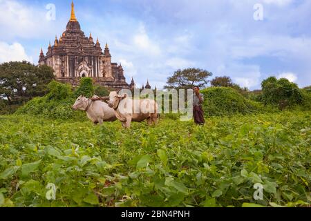 Bagan Myanmar - Ottobre 302013; coltivatore aratura con due buoi sotto uno storico tempio buddista in scena rurale asiatica. Foto Stock