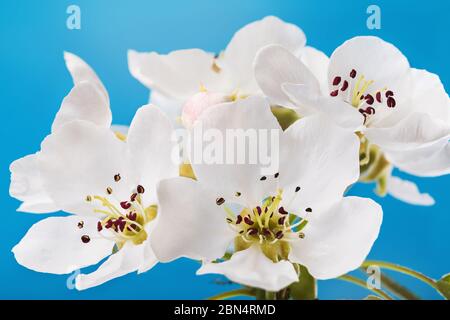 Ramo fiorente di una pera contro il cielo blu, primo piano Foto Stock