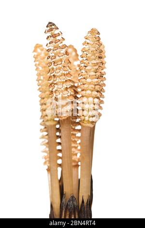Germogli primaverili di campo di cavolo isolato su sfondo bianco (Equisetum arvense). La pianta è usata sia in medicina che in cibo Foto Stock