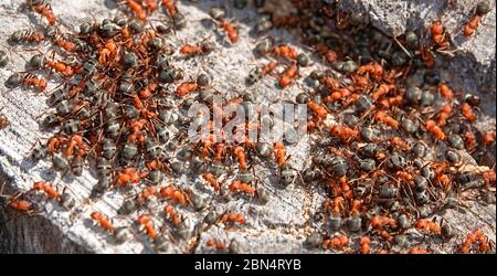 Un sciame di formiche occidentali, chiamate anche formica formica formica obscuripes, nel loro nido in un ceppo di aspen marcio nel centro dell'Oregon. Foto Stock