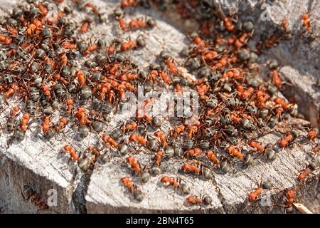 Un sciame di formiche occidentali, chiamate anche formica formica formica obscuripes, nel loro nido in un ceppo di aspen marcio nel centro dell'Oregon. Foto Stock