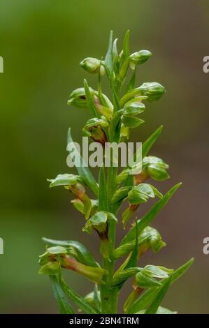 Varici di Coeloglossum viride, orchidea verde a lunga durata, Bow Valley Provincial Park, Alberta, Canada Foto Stock