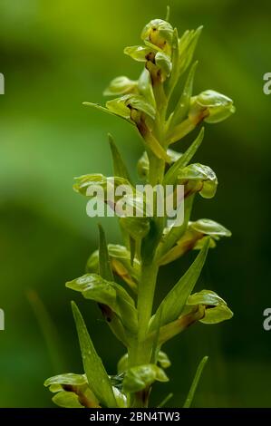 Varici di Coeloglossum viride, orchidea verde a lunga durata, Bow Valley Provincial Park, Alberta, Canada Foto Stock