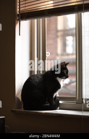 Gatto Tuxedo in casa Foto Stock