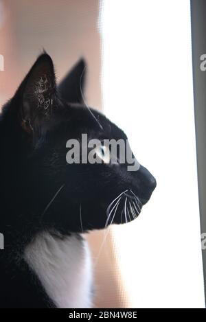 Gatto Tuxedo in casa Foto Stock