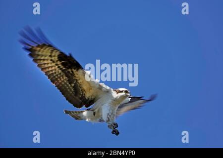 Un maschio americano Osprey, Pandion haliaetus, chiamato anche un'aquila di pesce, in volo vicino al suo nido sulle rive del fiume Deschutes a Bend, Oregon. Foto Stock