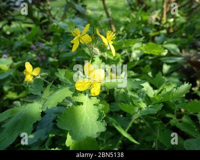 Celandina, capiplewart, swallowwort o teterwort (Chelidonium majus), pianta fiorita Foto Stock