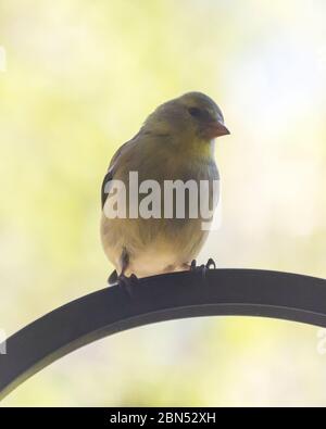 Una vista ravvicinata di un finch d'oro femmina appollaiato su un gancio di metallo. Uccello è guardante alla macchina fotografica. Sfondo sfocato. Foto Stock