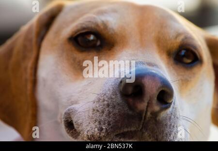 Foto ravvicinata del naso di un cane e dei whiskers. Mettere a fuoco sul naso. Occhi sfocati sullo sfondo. Il cane è un mix di beagle. Foto Stock