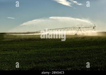 Un irrigatore a perno centrale che innaffia un campo di grano al tramonto, nei fertili campi agricoli dell'Idaho. Foto Stock