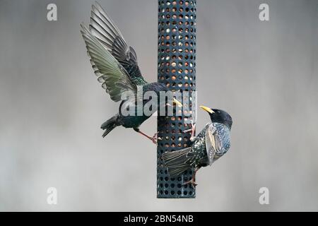 Lotta in Midair European Starlings Foto Stock