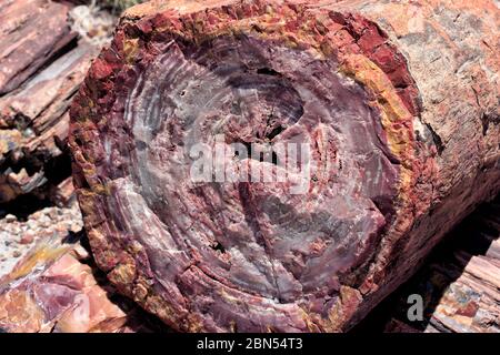 Un segmento grande di un tronco di albero pietrificato. Foto Stock