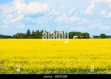 Campo di canola giallo paesaggio vicino a Regina, Saskatchewan, Canada Foto Stock