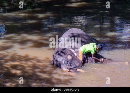 Mahout lavando il suo elefante asiatico in un fiume mentre l'animale si trova sul suo lato nell'acqua Foto Stock