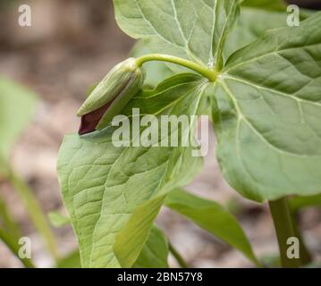 Il trillio Rosso comincia a fiorire all'Arrowhead Park a maggio Foto Stock