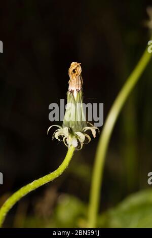 Primo piano di un dente di leone chiuso (Taraxacum officinale) testa di fiore, un comune giardino erbaccia, in fiore in primavera nel Surrey, nel sud-est dell'Inghilterra Foto Stock