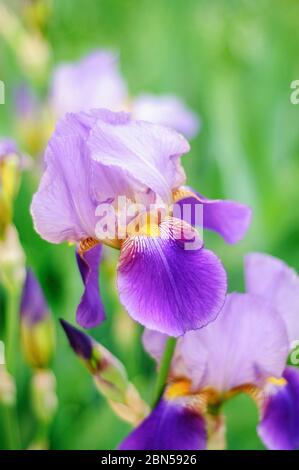 Foto macro iris fiore su sfondo verde della natura Foto Stock