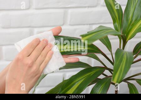 Durante la pulizia, pulire la polvere con un tovagliolo con le piante Foto Stock