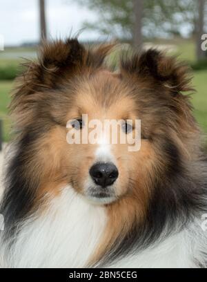 Primo piano del volto amichevole di un giovane adulto Shetland Sheepdog, una razza di cane da pastore spesso indicato come una mensola o collie Foto Stock