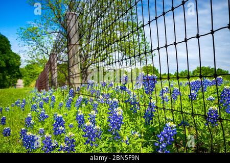 Bluebonnet fiorire lungo la strada di campagna e recinzione in primavera Texas Foto Stock