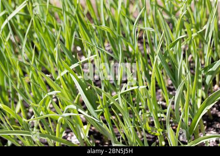 Giovane aglio verde che cresce. Piante giovani di aglio. Giovani pianta. Germogli di aglio. Cibo sano e biologico. Foto Stock