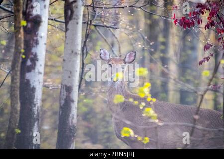 cervi in primavera nebbia paesaggio colorato foresta - immagine Foto Stock