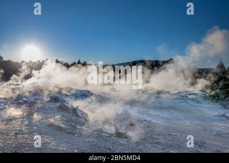 Terrazze di sinterizzazione fumante, te Puia Geyser, Whakarewarewa, Rotorua, Bay of Plenty, Nuova Zelanda Foto Stock