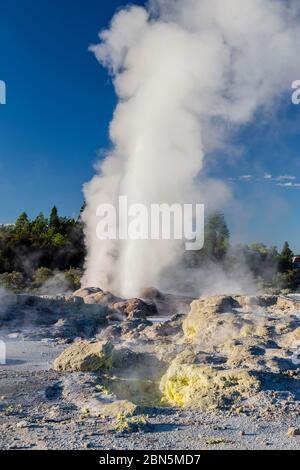 Geyser di Pohutu in eruzione, terrazze di Sinter, te Puia, Whakarewarewa, Rotorua, Bay of Plenty, Nuova Zelanda Foto Stock