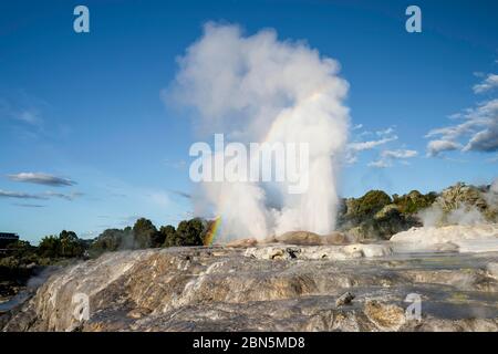 Geyser Pohutu in eruzione con arcobaleno, terrazze di Sinter, te Puia, Whakarewarewa, Rotorua, Bay of Plenty, Nuova Zelanda Foto Stock