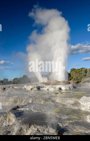 Geyser di Pohutu in eruzione, terrazze di Sinter, te Puia, Whakarewarewa, Rotorua, Bay of Plenty, Nuova Zelanda Foto Stock