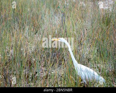 Grande egretta, albus Casmerodius, caccia nel Parco Nazionale Everglades, Florida, Stati Uniti Foto Stock