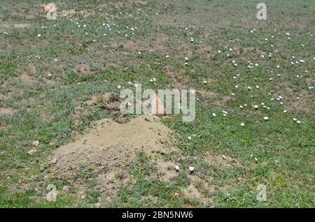 Tarda primavera nel North Dakota Badlands: Cane Prairie accanto al suo Burrow nel South Unit of Theodore Roosevelt National Park Foto Stock