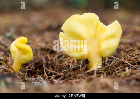 Giallo linguetta di messa a terra Foto Stock