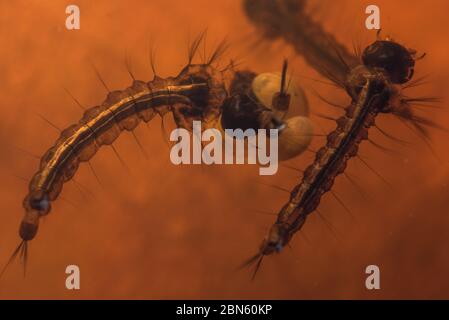 Larva di zanzara da un cortile Berkeley in California, utilizzeranno qualsiasi vasca d'acqua in piedi per la riproduzione. Foto Stock