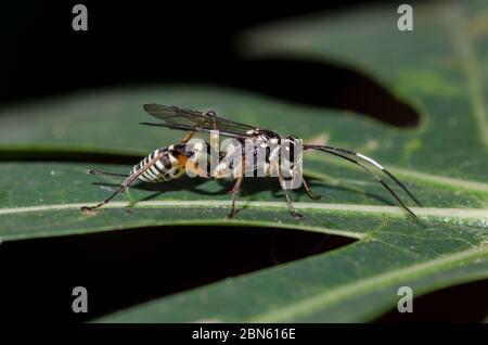 Darwin Wasp, Ichneumon promissorius, con ovipositore a foglia, Klungkung, Bali, Indonesia Foto Stock