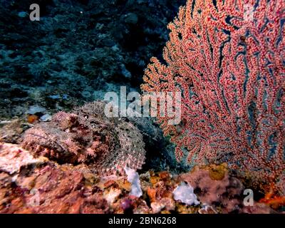 Un pesce spada assagionato (Scorpaenopsis oxycephala) Foto Stock