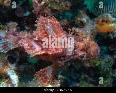 Un pesce spada assagionato (Scorpaenopsis oxycephala) Foto Stock