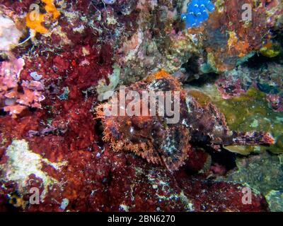 Un pesce spada assagionato (Scorpaenopsis oxycephala) Foto Stock